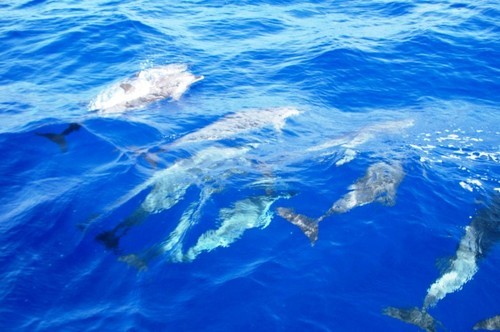 Summer Sailstice supports Sailor for the Sea - photo by Jay © SW
